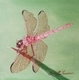 The Pink Dragonfly