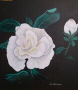 A Stunning White Rose