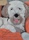 Boggy