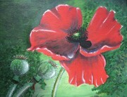 The Poppy, The Flower of Remembrance